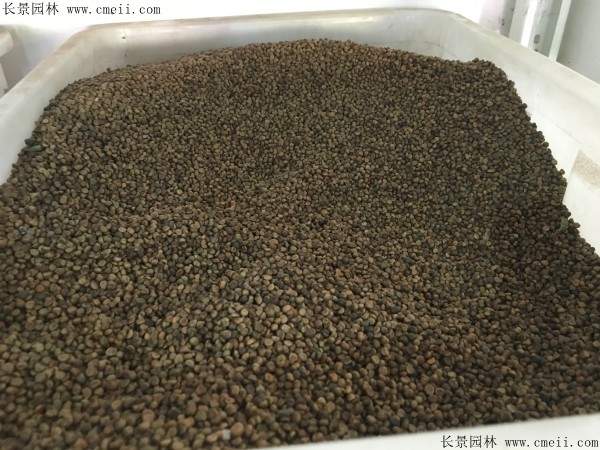 常春藤种子图片