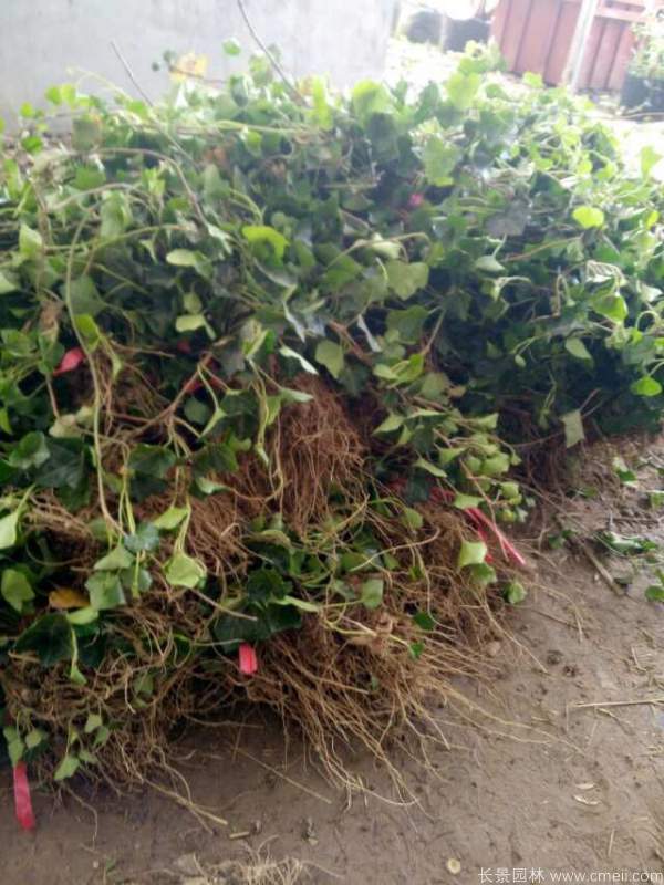 常春藤苗图片基地实拍