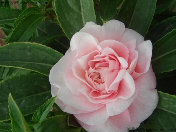 指甲花种子发芽出苗开花图片