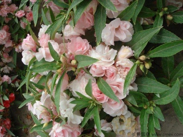 指甲花种子发芽出苗开花图片