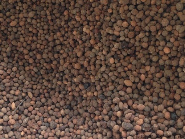 五眼果种子图片