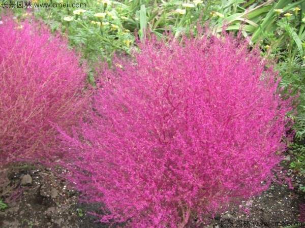 红叶地肤种子发芽出苗图片