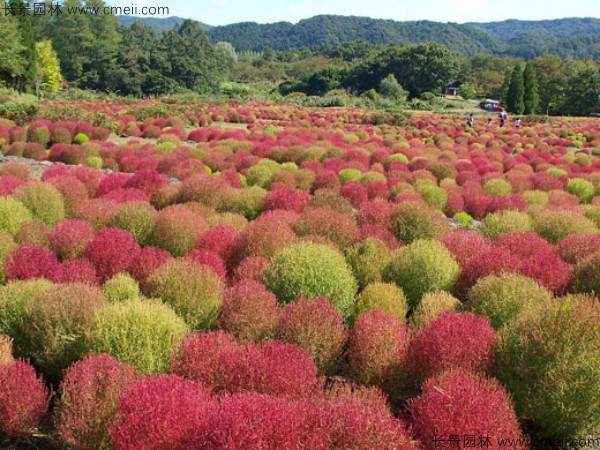 红叶地肤种子发芽出苗图片
