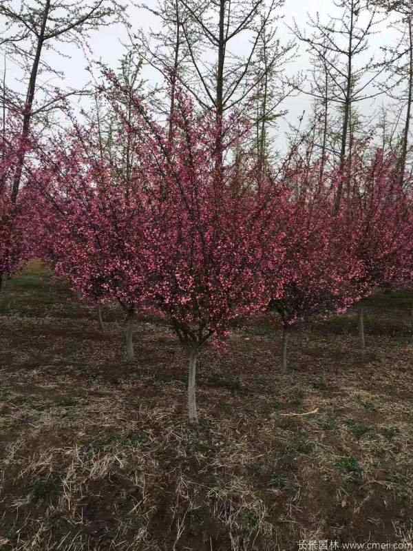 垂丝海棠图片基地实拍