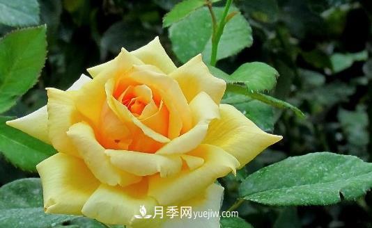 爬藤月季什么时间移植比较好?(图1) 爬藤月季什么时间移植比较好?(图1)