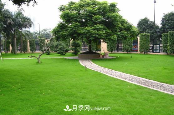 草坪与点缀植物的合理选择(图1) 草坪与点缀植物的合理选择(图1)