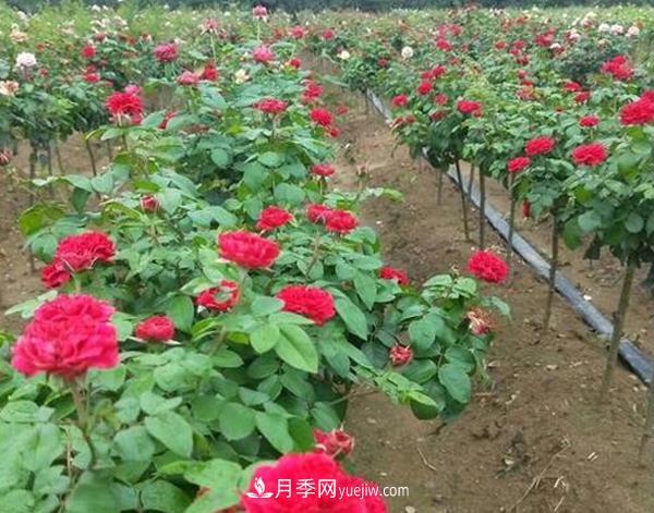 南阳月季新品种种植的前景很乐观(图1) 南阳月季新品种种植的前景很乐观(图1)
