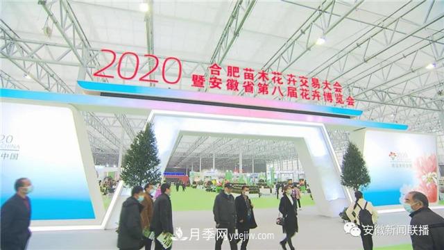 2600多种精品苗木花卉亮相2020合肥苗交会(图1) 2600多种精品苗木花卉亮相2020合肥苗交会(图1)