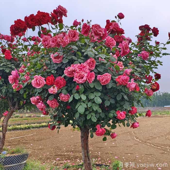 常用苗木专业术语,园林人必知(图1) 常用苗木专业术语,园林人必知(图1)