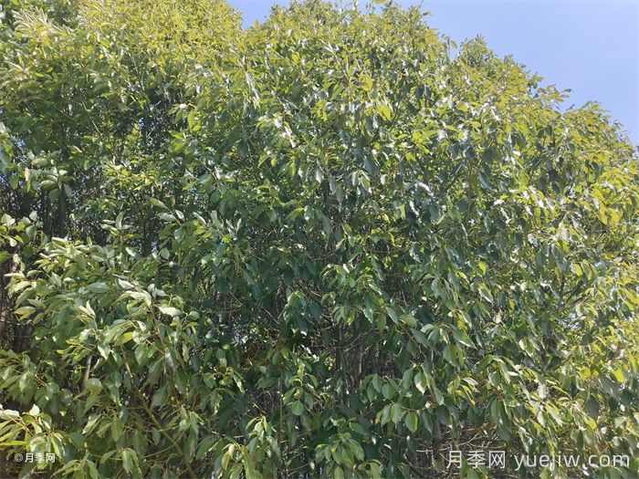 香樟叶子发黄怎么办?可以用硫酸亚铁吗?(图1) 香樟叶子发黄怎么办?可以用硫酸亚铁吗?(图1)