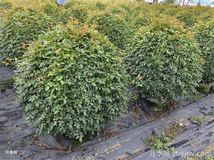 常用苗木专业术语,园林人必知(图2) 常用苗木专业术语,园林人必知(图2)