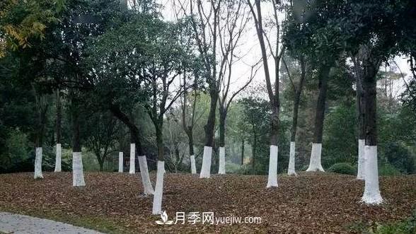 树木涂白用途侧重点不同,配方也不同(图1) 树木涂白用途侧重点不同,配方也不同(图1)