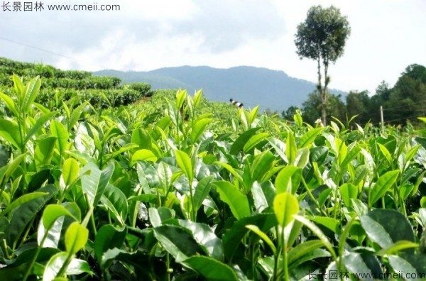 茶树种子发芽出苗图片