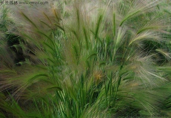 狗尾草种子发芽出苗图片