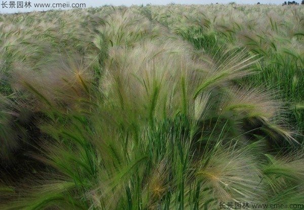 狗尾草种子发芽出苗图片