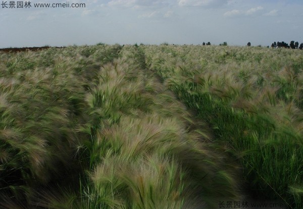 狗尾草种子发芽出苗图片