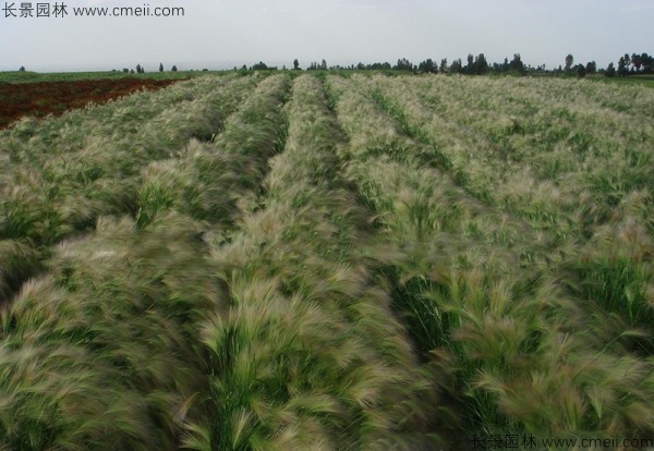 狗尾草种子发芽出苗图片