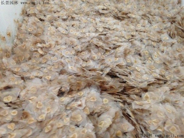 火焰木种子图片