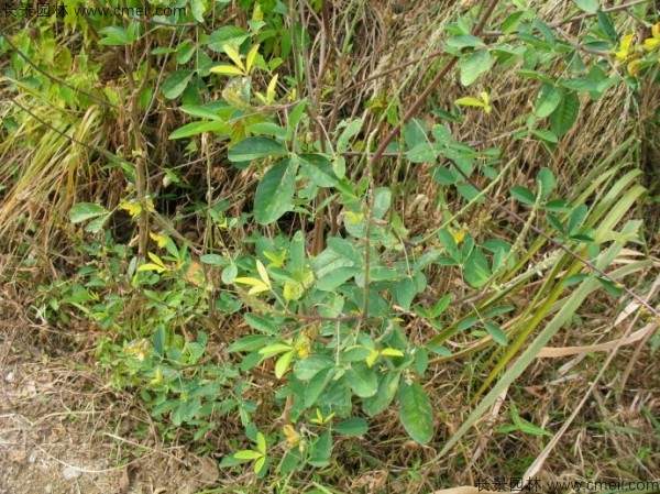 猪屎豆种子发芽出苗图片