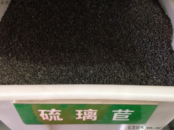 琉璃苣种子图片