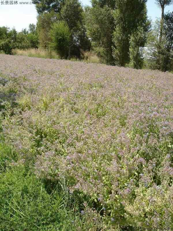 琉璃苣种子发芽出苗开花图片