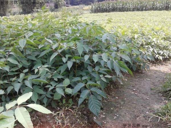 漆树种子发芽出苗图片