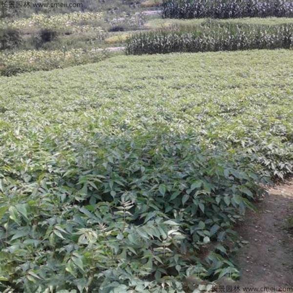 漆树种子发芽出苗图片