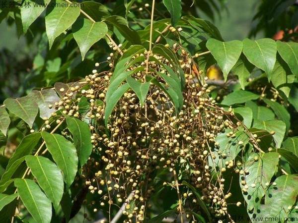 漆树种子图片