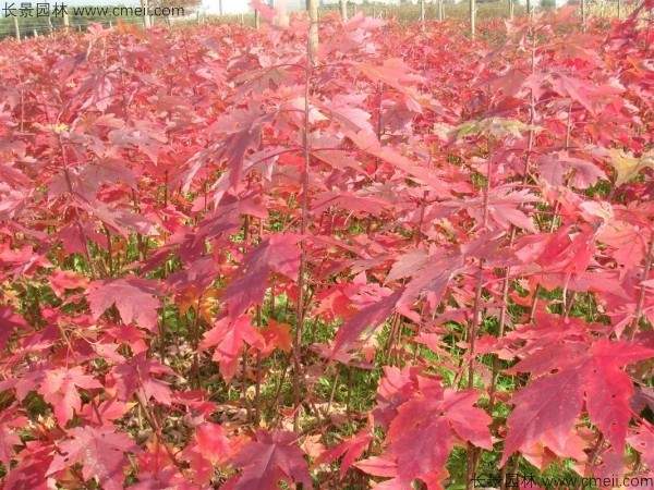 美国红枫种子发芽出苗图片