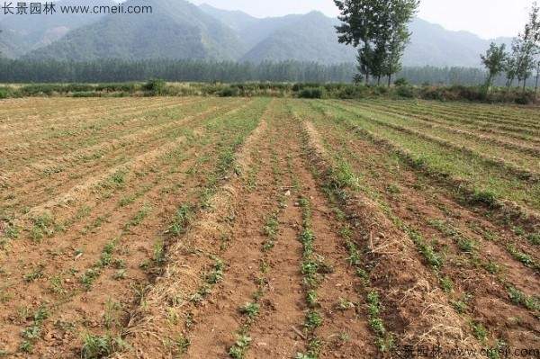 重阳木种子发芽出苗图片