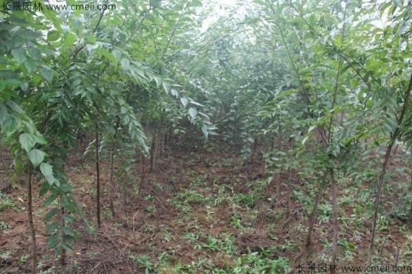 小叶朴树种子发芽出苗图片