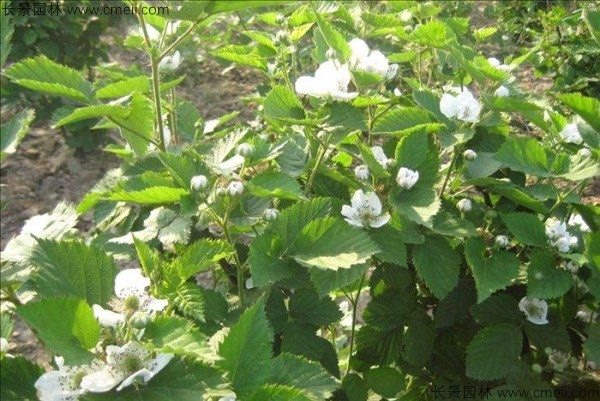 树莓种子发芽出苗图片