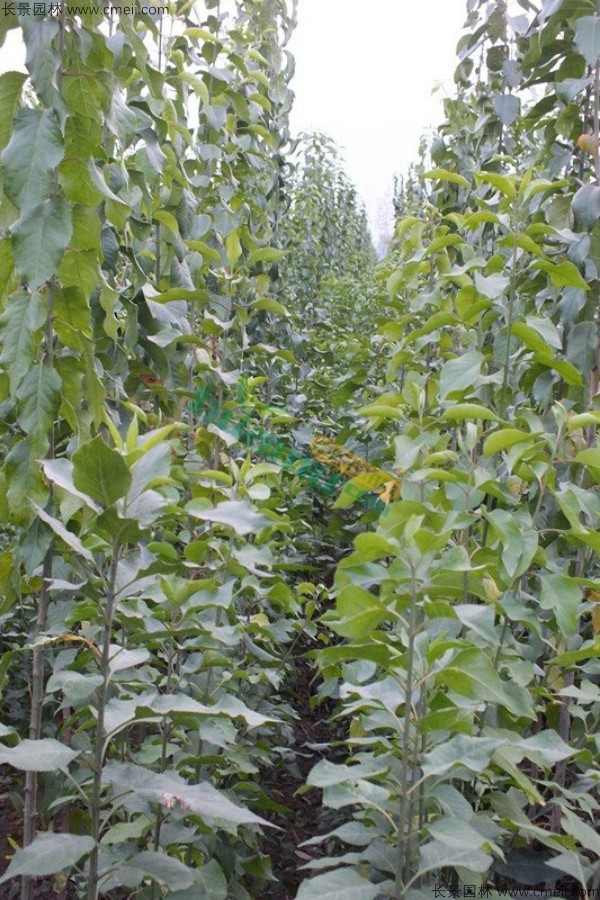 丝棉木种子发芽出苗图片