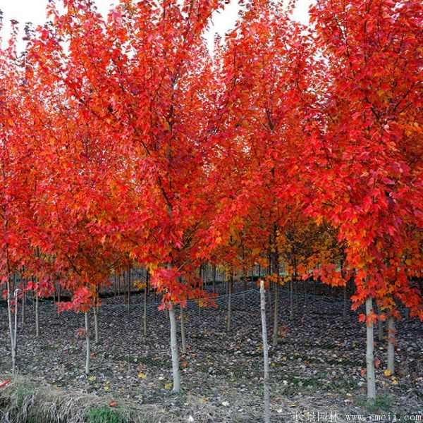 美国红枫图片美国红枫基地实拍