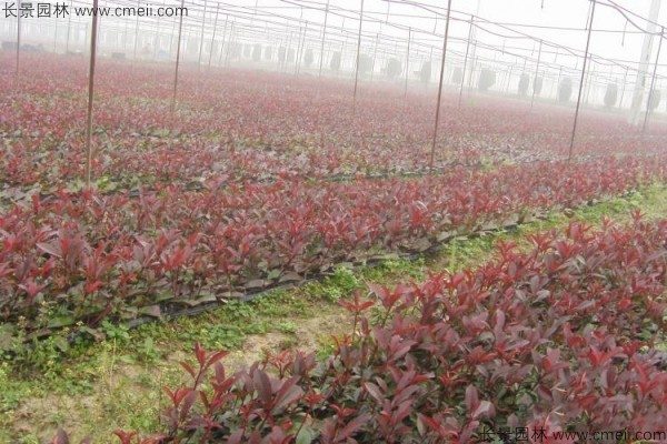 红叶石楠种子发芽出苗图片