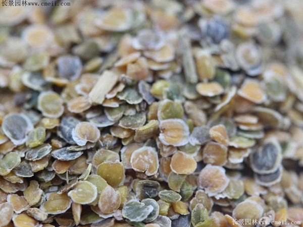 紫罗兰种子图片