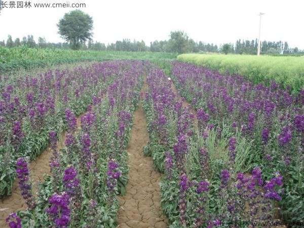 紫罗兰种子发芽出苗开花图片