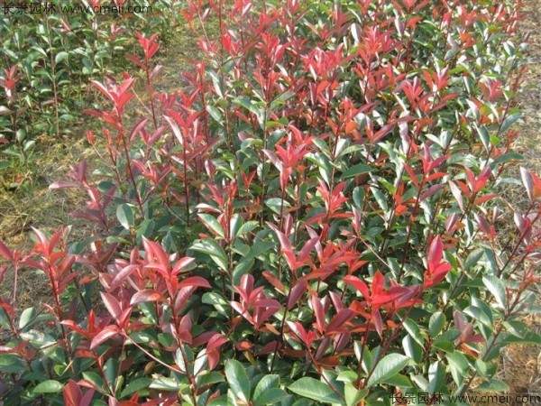 红叶石楠种子发芽出苗图片