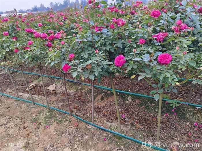 秋季花卉绿植的正确养护方式(图2)