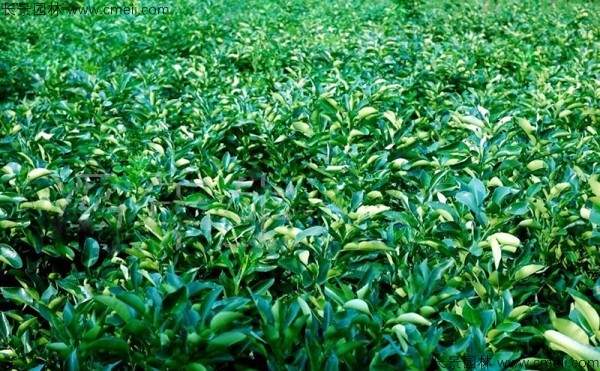 柚子树种子发芽出苗图片