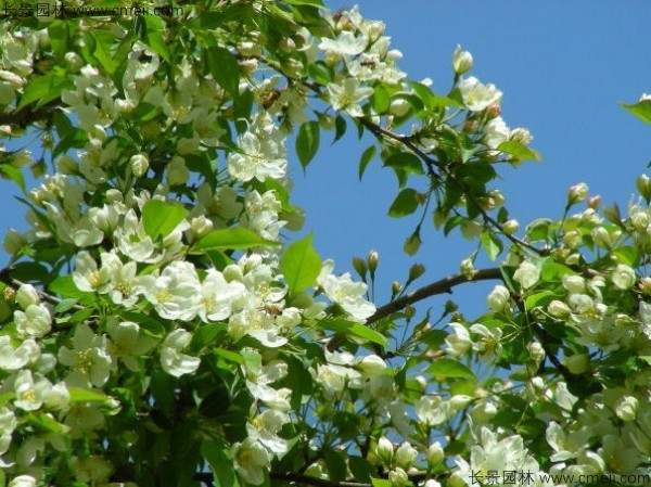 山丁子开花图片