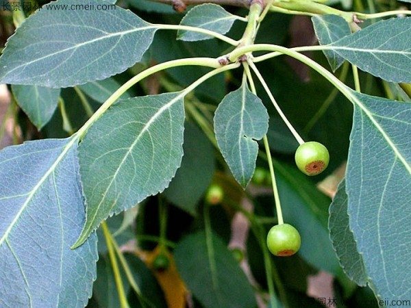 山丁子种子图片