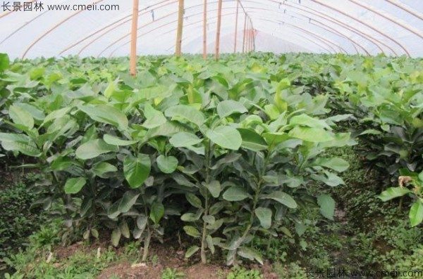 柚子树种子发芽出苗图片