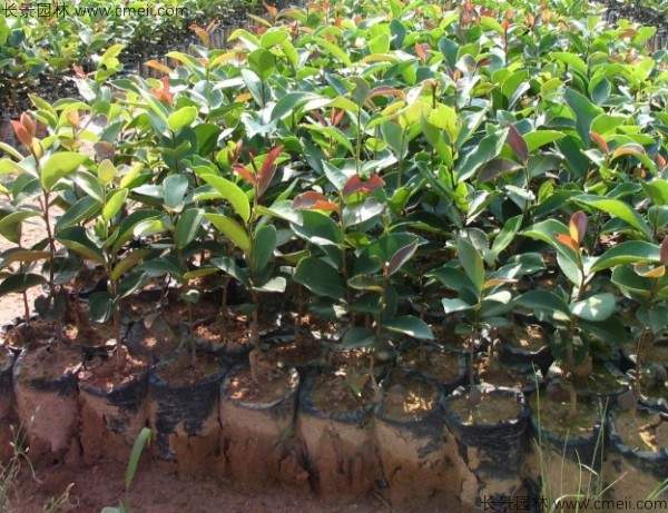 油茶种子发芽出苗图片