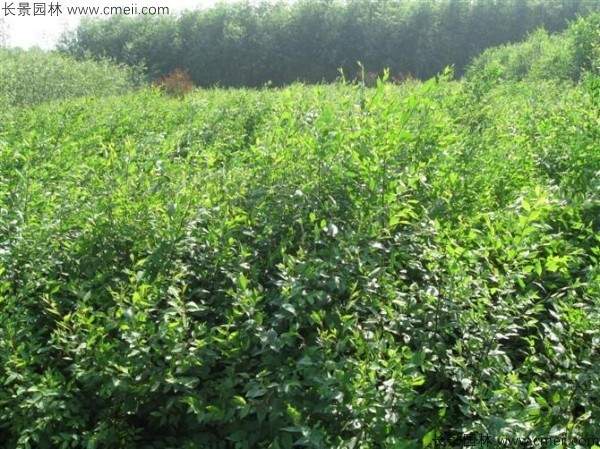 白榆种子发芽出苗图片