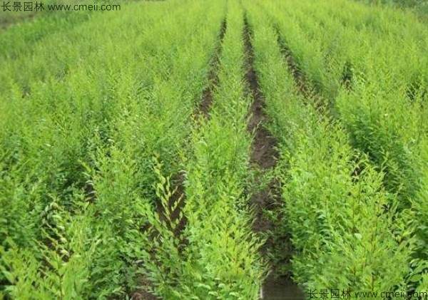 白榆种子发芽出苗图片