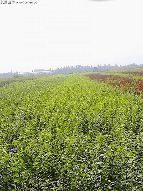 白榆种子发芽出苗图片