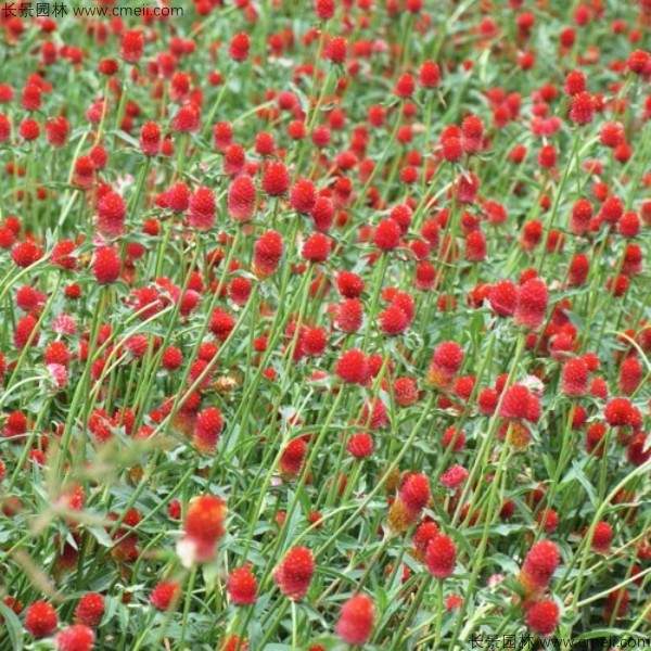 千日红种子发芽出苗开花图片