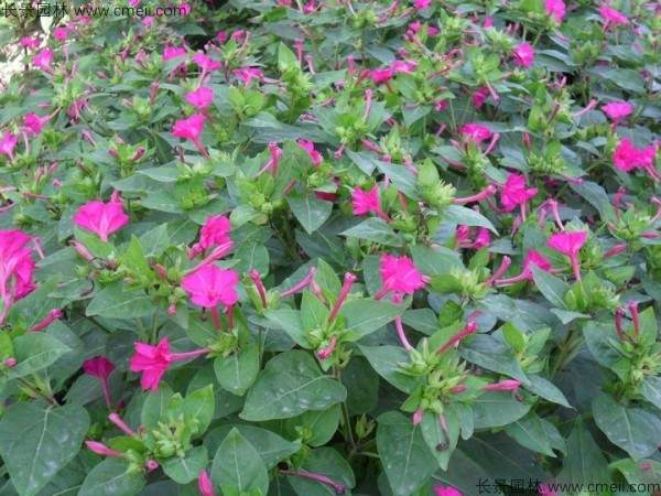 野茉莉种子发芽出苗开花图片