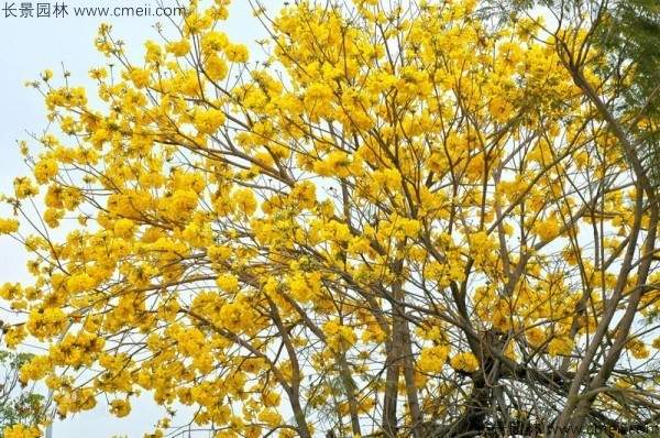 红花风铃木种子发芽出苗开花图片